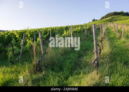 Vignoble à Korber Kopf est arraché en raison de conditions non économiques, faible rendement, âge, maladies, arrachage, Korb im Remstal, Bade-Wuertemberg Banque D'Images