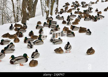 Un troupeau de colverts sauvages se trouve sur la neige dans le parc Banque D'Images