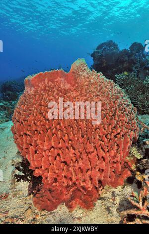 Éponge de tonneau géant rouge (Xestospongia muta) vase éponge pousse dans le récif corallien tropical, Pacifique, Flores, Indonésie Banque D'Images