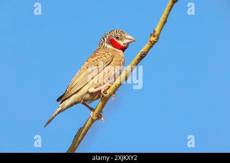 finnois à gorge coupée (Amadina fasciata), paire, station perchée, route N4 à Kaolack, Firgui, Sénégal Banque D'Images