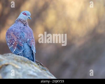 Afrique, Gambie, pigeon moucheté (Columba Guinea), Pigeon roussard, Paloma de Guinea, pigeon, pigeons, Marakissa River Camp Marakissa, South Bank Banque D'Images