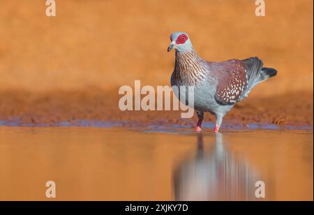 Afrique, Gambie, pigeon moucheté (Columba Guinea), Pigeon roussard, Paloma de Guinea, pigeon, pigeons, Marakissa River Camp Canoe tri, Marakissa Banque D'Images