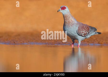 Afrique, Gambie, pigeon moucheté (Columba Guinea), Pigeon roussard, Paloma de Guinea, pigeon, pigeons, Marakissa River Camp Canoe tri, Marakissa Banque D'Images