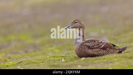 Eider à duvet (Somateria mollissima), canard, femelle, Longyearbyen, Svalbard Spitzberg, Norvège Banque D'Images