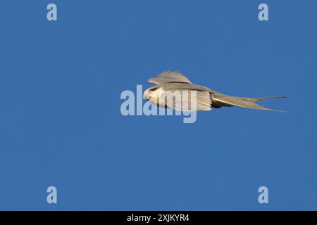 Cerf-volant à queue d'hirondelle, (Chelictinia riocourii), également cerf-volant à queue ciselée, cerf-volant africain à queue d'hirondelle, cerf-volant à queue à fourche, oiseau de proie, famille Banque D'Images