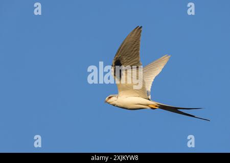 Cerf-volant à queue d'hirondelle, (Chelictinia riocourii), également cerf-volant à queue ciselée, cerf-volant africain à queue d'hirondelle, cerf-volant à queue à fourche, oiseau de proie, famille Banque D'Images