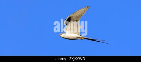 Cerf-volant à queue d'hirondelle, (Chelictinia riocourii), également cerf-volant à queue ciselée, cerf-volant africain à queue d'hirondelle, cerf-volant à queue à fourche, oiseau de proie, famille Banque D'Images