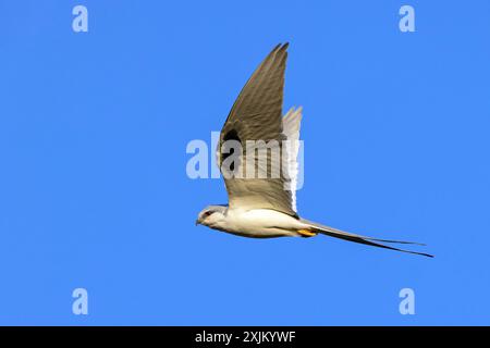 Cerf-volant à queue d'hirondelle, (Chelictinia riocourii), également cerf-volant à queue ciselée, cerf-volant africain à queue d'hirondelle, cerf-volant à queue à fourche, oiseau de proie, famille Banque D'Images