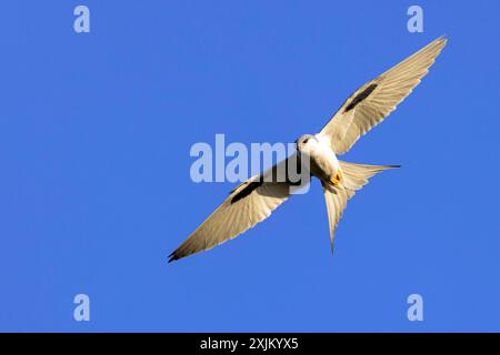 Cerf-volant à queue d'hirondelle, (Chelictinia riocourii), également cerf-volant à queue ciselée, cerf-volant africain à queue d'hirondelle, cerf-volant à queue à fourche, oiseau de proie, famille Banque D'Images