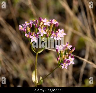 Centaury commun (Centaurium erythraea), Warwickshire, Royaume-Uni Banque D'Images