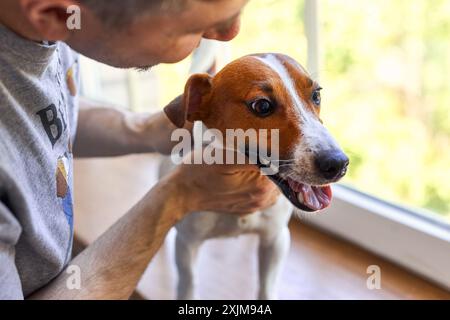 Adorable homme et adorable, joli chiot Jack Russel terrier près de la fenêtre. Gros plan, intérieur. Lumière du jour. Concept de soins, d'éducation, d'obéissance trainin Banque D'Images