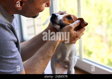 Adorable homme et adorable, joli chiot Jack Russel terrier près de la fenêtre. Gros plan, intérieur. Lumière du jour. Concept de soins, d'éducation, d'obéissance trainin Banque D'Images