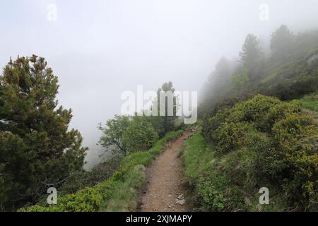 La brume montante du matin obscurcit la vue sur le parcours d'un sentier de haute montagne bordé d'arbres Banque D'Images