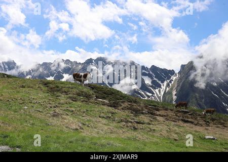 Vue sur les pics montagneux partiellement enneigés et les pentes montagneuses sur les vaches en pâturage sur une prairie alpine Banque D'Images