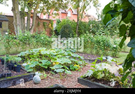 Courge d'hiver Crown Prince poussant dans un potager en automne, Royaume-Uni. Grande maison de campagne anglaise en arrière-plan Banque D'Images