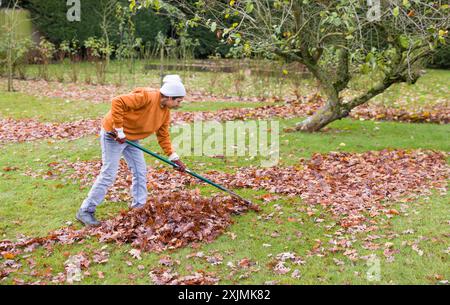 Femme indienne ratissant les feuilles en automne d'une pelouse dans un grand jardin anglais, Royaume-Uni Banque D'Images