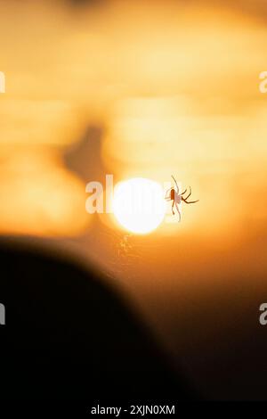 Bhaktapur, Népal. 19 juillet 2024. Une silhouette d'araignée fait un nid au coucher du soleil, le 19 juillet 2024. (Photo par Amit Machamasi/NurPhoto)0 crédit : NurPhoto SRL/Alamy Live News Banque D'Images