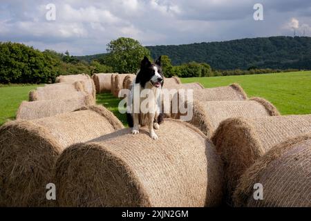 Chien de brebis Border Collie sur des balles de foin à la ferme Angleterre, Grande-Bretagne, Royaume-Uni Banque D'Images