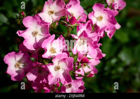 Fleurs roses et blanches Banque D'Images