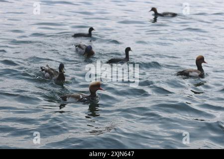 Une image ravissante capturant le charme des canards alors qu'ils flottent et interagissent sur les eaux sereines du lac de Zurich. Idéal pour la nature, la faune et les voyages Banque D'Images