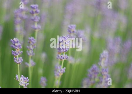 Une image étonnante mettant en valeur un champ de lavande éclatante en pleine floraison, mettant en valeur les fleurs violettes délicates et les tiges vertes luxuriantes. Idéal pour la nature Banque D'Images