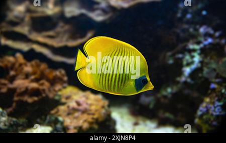 Le poisson-papillon Bluecheek (Chaetodon semilarvatus), espèce endémique Banque D'Images