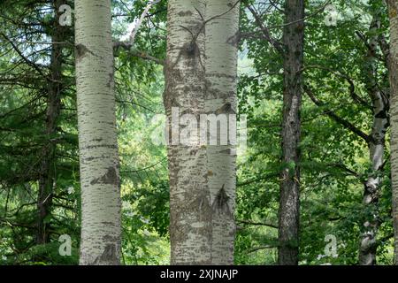 plante d'écorce, le peuplier est coloré en blanc en de nombreux points de son écorce, dans la forêt vous pouvez facilement distinguer d'autres plantes. Banque D'Images