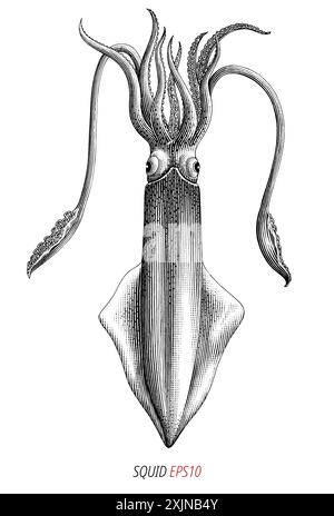 Gravure ancienne illustration de Squid clip art noir et blanc isolé sur fond blanc Illustration de Vecteur