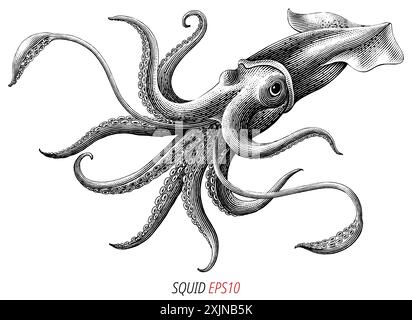 Gravure ancienne illustration de Squid clip art noir et blanc isolé sur fond blanc Illustration de Vecteur