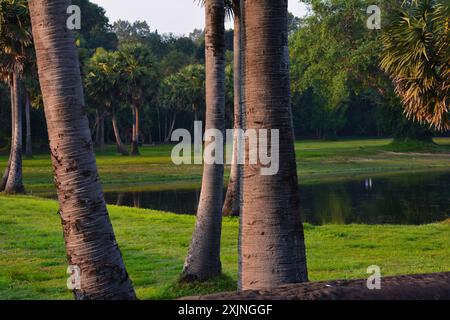 Royal Palm Trees Banque D'Images