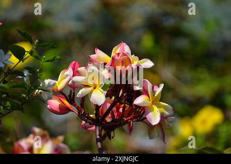 Un magnifique groupe de fleurs de Frangipani roses et jaunes en fleurs (Plumeria rubra) dans un jardin tropical, Cambodge Banque D'Images