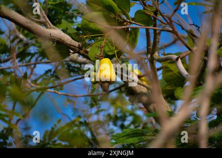 Botte de noix de cajou jaune sur plante, cajou, pomme de cajou, Anacardium occidentale, cambodge Banque D'Images