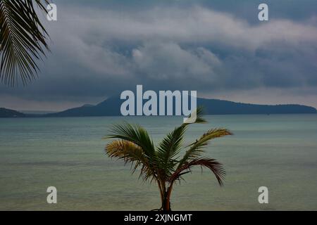 Nipa Palm poussant dans le sable sur la plage, cambodge Banque D'Images