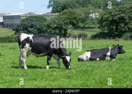 Vaches Holstein qui paissent dans un champ Banque D'Images