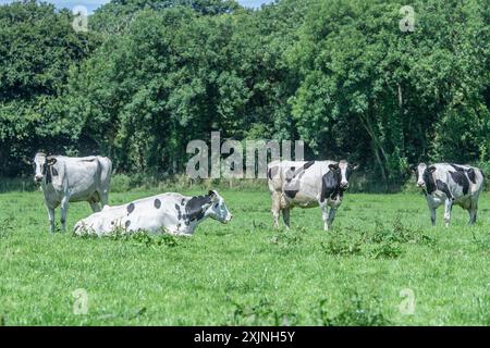 Vaches Holstein qui paissent dans un champ Banque D'Images