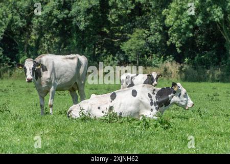 vaches laitières mâchant la morue dans un champ Banque D'Images