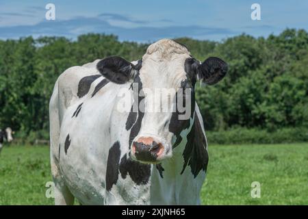 Vache Holstein dans un champ Banque D'Images