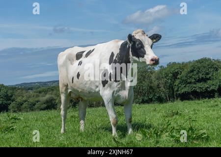 Vache Holstein dans un champ Banque D'Images