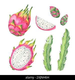 Fruits de dragon, tranches, bourgeons et feuilles de cactus ensemble. Paquet de pièces pitahaya. Collection clipart aquarelle pitaya pour une utilisation dans la conception botanique, l'emballage alimentaire, ou des marchandises à thème tropical Banque D'Images