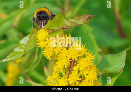 Kinnego, Lough Neagh, County Armagh, Irlande du Nord, Royaume-Uni. 19 juillet 2024. Météo britannique – après une fin de journée humide hier, une brise chaude du sud a fait remonter les températures de plus de 20C, une journée agréable avec des nuages variables. Une abeille cueillant du nectar à partir de têtes de fleurs jaunes sur la rive du Lough Neagh. Crédit : CAZIMB/Alamy Live News. Banque D'Images