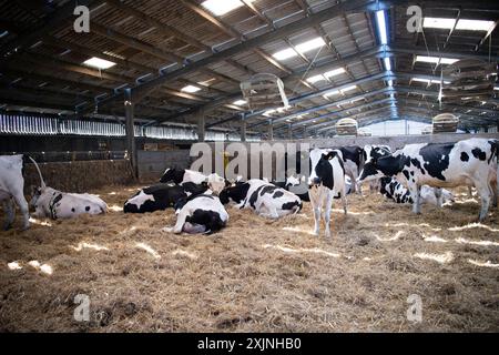 vaches laitières dans une grange de paille à logement lâche Banque D'Images