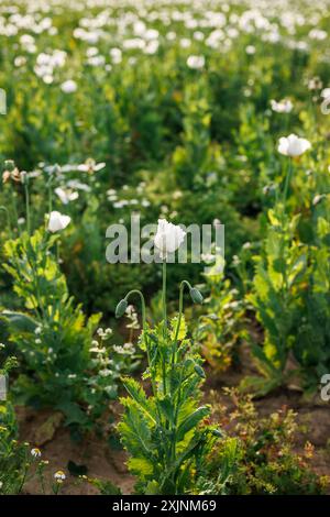 Plante de pavot avec tête de fleur blanche dans le champ agricole. Banque D'Images