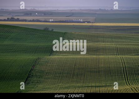 Vue en soirée des collines vallonnées des cultures agricoles dans les Great Sandhills de Saskatchewan, Canada Banque D'Images