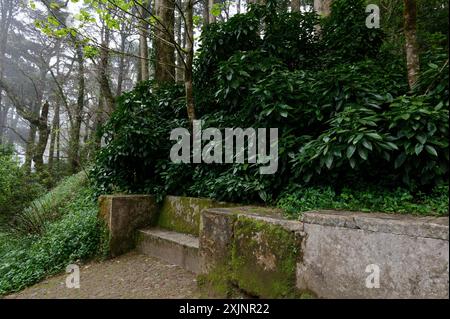 Un banc de pierre recouvert de mousse niché au milieu d'une végétation luxuriante et d'arbres dans les jardins tranquilles du palais de Pena Banque D'Images