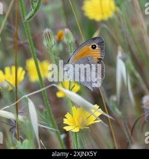 Un papillon brun de prairie turque, un jour de printemps dans une prairie israélienne. Banque D'Images