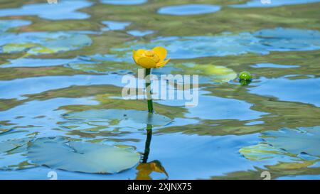 Une fleur de nénuphar jaune vibrante, Nuphar lutea, poussant dans un lac peu profond en Norvège. Banque D'Images