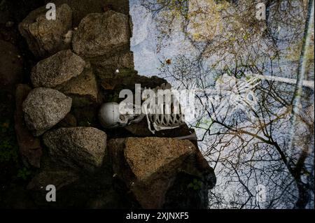 Un squelette se trouve parmi les rochers reflétant le ciel et les arbres au château mauresque de Sintra Banque D'Images