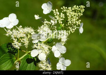 Fleurs blanches de l'Hortensia, Hydrangea paniculata Kyushu. Famille des Hydrangeaceae. Jardin hollandais fané, été, juillet. Banque D'Images