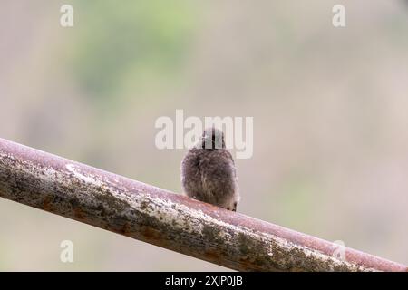 Phoenicurus ochruros, un petit oiseau passereau perché sur un tuyau de fer rouillé, à l'extérieur. Banque D'Images