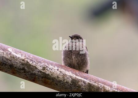 Phoenicurus ochruros, un petit oiseau passereau perché sur un tuyau de fer rouillé, à l'extérieur. Banque D'Images